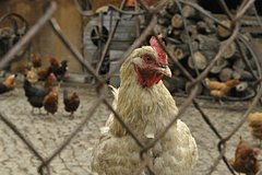 Сатанист провел ритуал с отсечением куриных голов и не выжил